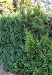 Taxus x media 'Hillii'